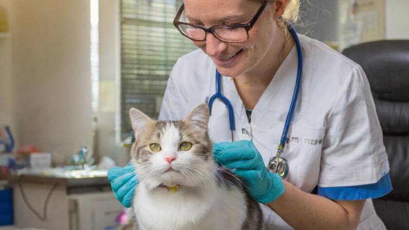 Čipování kočky u veterináře