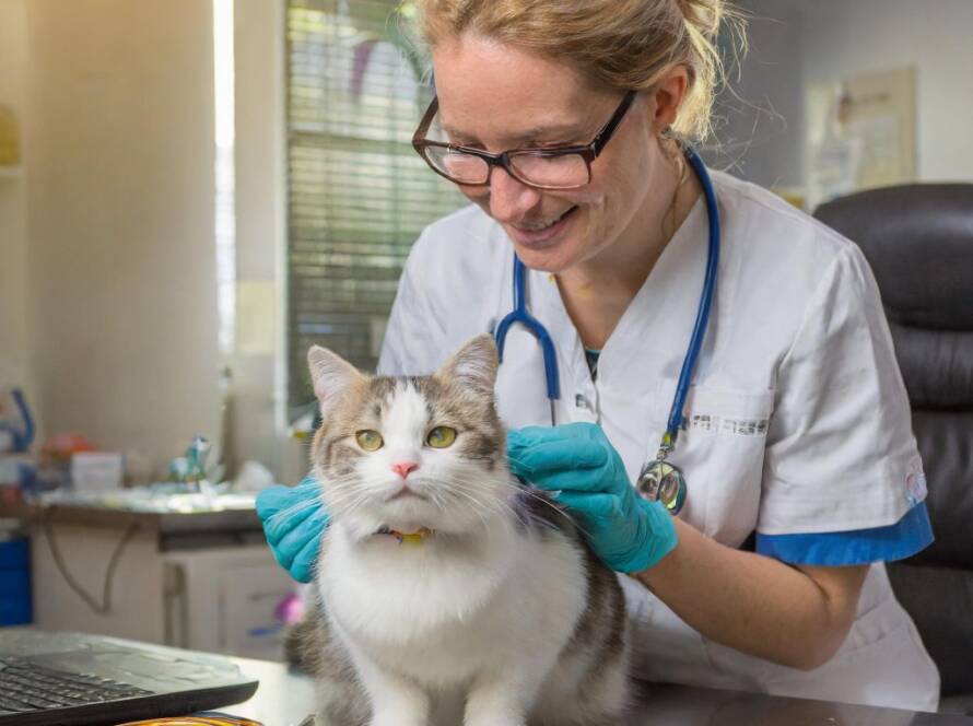 Čipování kočky u veterináře